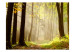Vlies Fototapete Mysterious forest path 60571 additionalThumb 1