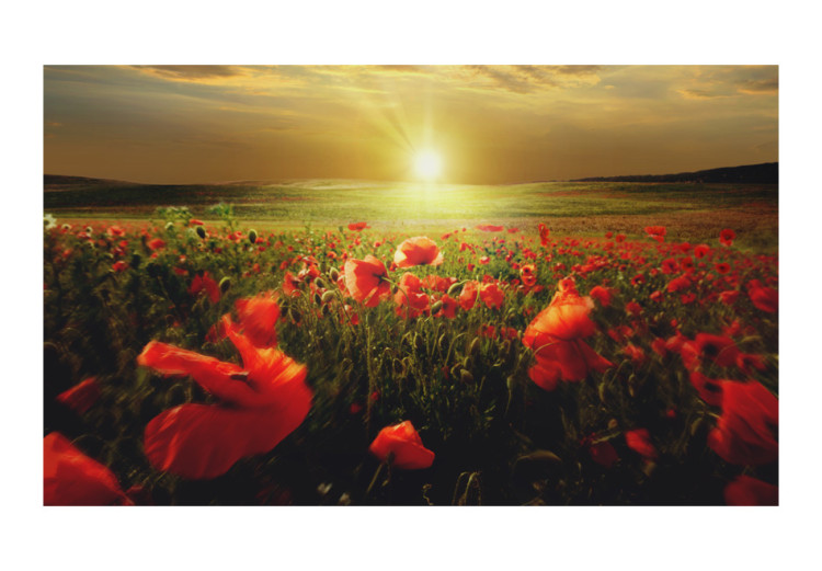 Fototapete Morning on the poppy meadow 60381 additionalImage 1