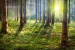 Vlies Fototapete Erstaunlicher Morgen - Landschaft eines Waldes in Strahlen der Sonne 60581