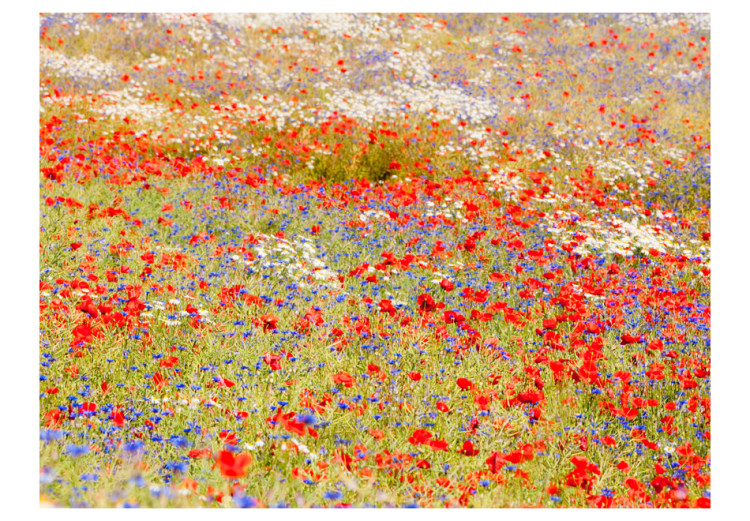 Vlies Fototapete Mohnblumen und Kornblumenwiese - Landschaft mit Gräsern und Blumen 60391 additionalImage 1