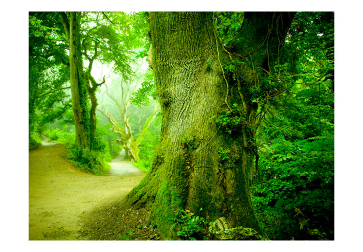 Vlies Fototapete Waldpfad - Landschaft mit von grünen Blättern umgebenem Weg 60502 additionalImage 1