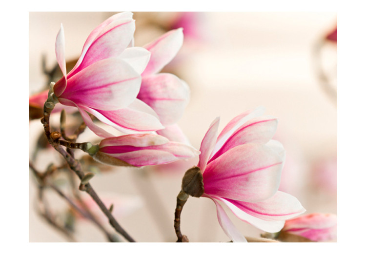 Fototapete Magnolienblüten - Blumenmotiv auf hellem und zartem Hintergrund 60412 additionalImage 1