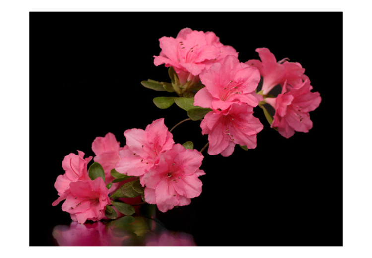 Vlies Fototapete Azalee in Schwarz - Kontrastreiches Blumenmotiv mit Spiegelung 60712 additionalImage 1