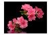 Vlies Fototapete Azalee in Schwarz - Kontrastreiches Blumenmotiv mit Spiegelung 60712 additionalThumb 1