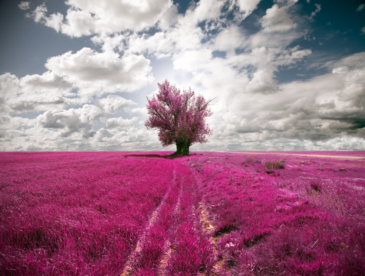 Fototapete Fuchsia-Wiese - Blumenfeld mit Baum und Wolkenhimmel 59922