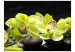 Fototapete Still life with pebble and orchid 60222 additionalThumb 1