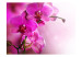 Vlies Fototapete Rosa Orchideenblumen - Natürliches Blumenmotiv auf zartem Hintergrund 60622 additionalThumb 1