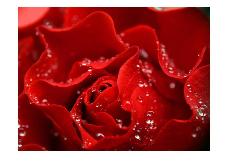 Vliestapete Benebelte Rose - Makroaufnahme einer roten Rosenblüte mit Tropfen 60332 additionalImage 1