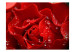 Vliestapete Benebelte Rose - Makroaufnahme einer roten Rosenblüte mit Tropfen 60332 additionalThumb 1