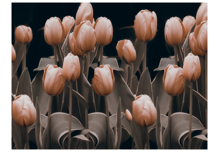 Vlies Fototapete Natur - Blumenmotiv mit roten Tulpen auf schwarzem Hintergrund 60342 additionalImage 1