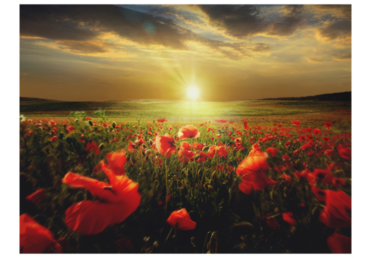 Vliestapete Mohnblumenfeld - Morgen und Blumenmotiv einer Wiese im Sonnenschein 60642 additionalImage 1