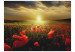 Vliestapete Mohnblumenfeld - Morgen und Blumenmotiv einer Wiese im Sonnenschein 60642 additionalThumb 1