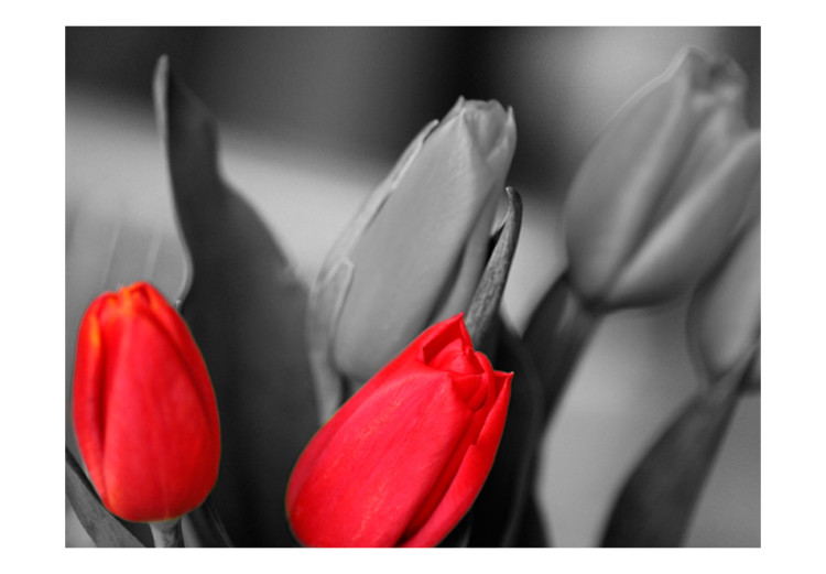 Fototapete Rote Tulpen am schwarz-weißen Hintergrund 60352 additionalImage 1
