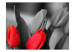 Fototapete Rote Tulpen am schwarz-weißen Hintergrund 60352 additionalThumb 1