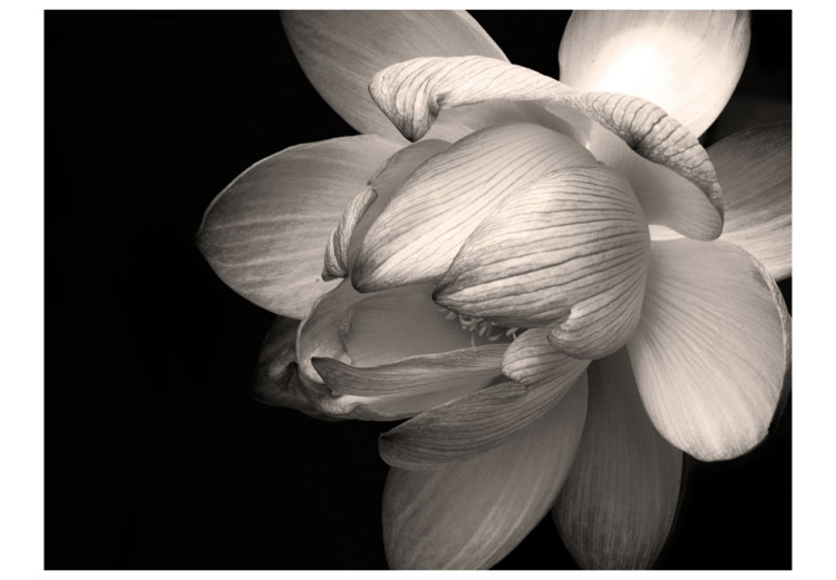 Vlies Fototapete Lotusblume - Natur in Form blühender Blume auf dunklem Hintergrund 60452 additionalImage 1
