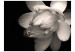 Vlies Fototapete Lotusblume - Natur in Form blühender Blume auf dunklem Hintergrund 60452 additionalThumb 1