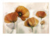 Fototapete Mohnblumen - Vintage und Landschaft mit Komposition von roten Blumen 60652 additionalThumb 1
