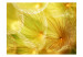 Vlies Fototapete Zarte Pflanze - sonnige Nahaufnahme von Pusteblumen verschwommen 60362 additionalThumb 1