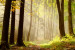 Vliestapete Spaziergang im Wald - Landschaft mit Pfad zwischen Bäumen in Sonne 60572