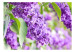 Fototapete Frühlingshafter Traum - Nahaufnahme von Blumen und Holunderblättern 60682 additionalThumb 1