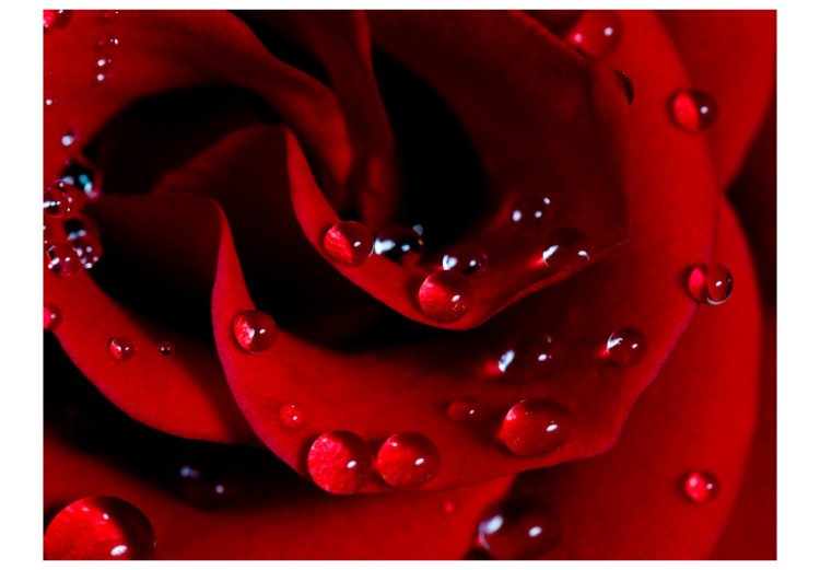 Vliestapete Rote Rose und Wassertropfen - natürlicher Pflanzenmotiv mit einer Rose 60303 additionalImage 1