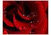 Vliestapete Rote Rose und Wassertropfen - natürlicher Pflanzenmotiv mit einer Rose 60303 additionalThumb 1