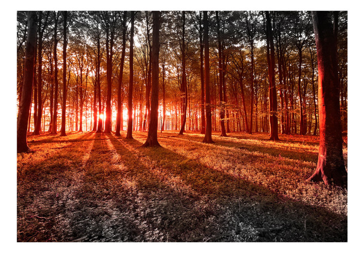 Vlies Fototapete Herbstmorgen im Wald - Landschaft mit hohen Bäumen und Sonne 60503 additionalImage 1