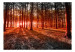 Vlies Fototapete Herbstmorgen im Wald - Landschaft mit hohen Bäumen und Sonne 60503 additionalThumb 1