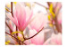 Vlies Fototapete Blühende Magnolie - Pflanzenmotiv mit Nahaufnahme der Magnolienblüte 60413 additionalThumb 1