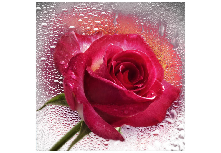 Vlies Fototapete Rose - Porträt einer einzelnen rosa Blüte auf Glas mit Wassertropfen 60333 additionalImage 1