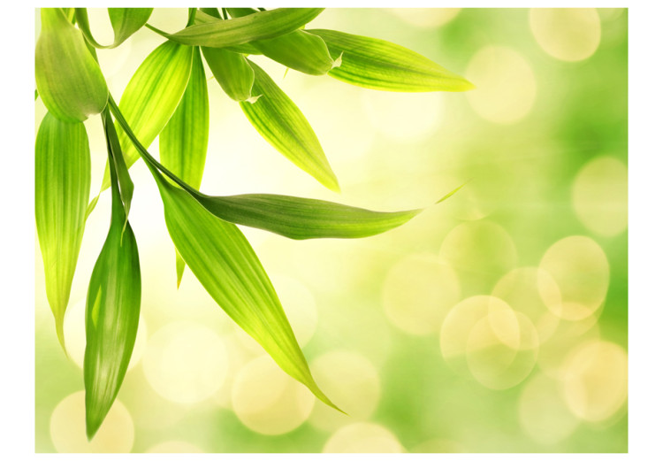 Vlies Fototapete Grüne Bambusblätter - Nahaufnahme der Pflanzen auf hellem Hintergrund 60433 additionalImage 1