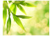 Vlies Fototapete Grüne Bambusblätter - Nahaufnahme der Pflanzen auf hellem Hintergrund 60433 additionalThumb 1