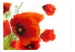Vlies Fototapete Poppies on the wihite background 60643 additionalThumb 1