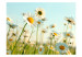 Vlies Fototapete Gänseblümchen: Eine Frühlingswiese 60463 additionalThumb 1