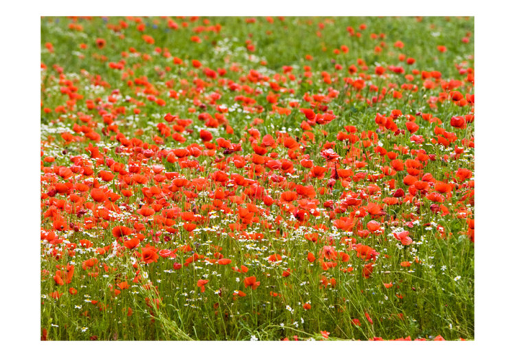 Vlies Fototapete Blumenwiese - grüne Wiese mit roten Mohnblumen im Zentrum 60393 additionalImage 1