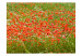 Vlies Fototapete Blumenwiese - grüne Wiese mit roten Mohnblumen im Zentrum 60393 additionalThumb 1