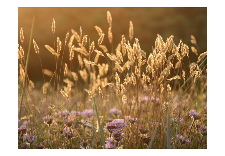 Vlies Fototapete Getreidefelder - Landschaft mit blühenden Pflanzen und zarten Blumen 60493 additionalImage 1