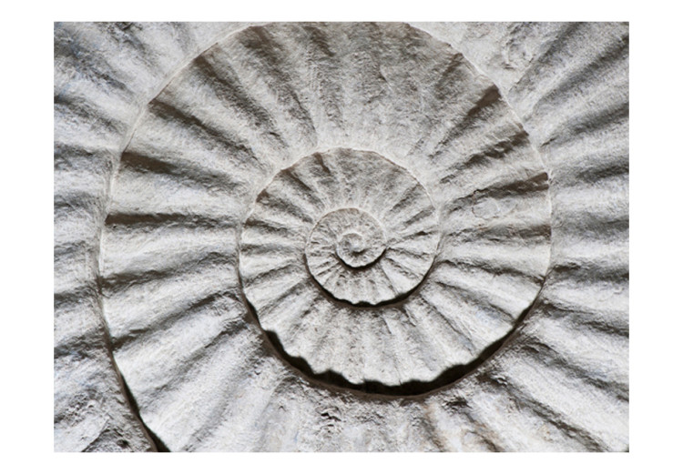 Fototapete Steinammonit - Abstraktion mit grau-weißer Muscheltextur vom Meer 61004 additionalImage 1