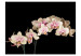 Vlies Fototapete Blühende Orchideen auf dunklem Hintergrund 60214 additionalThumb 1