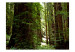 Vlies Fototapete Grüner Wald - Waldlandschaft mit alten Bäumen und grünen Blättern 60524 additionalThumb 1