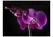 Fototapete Elegant  Orchidee 60624 additionalThumb 1