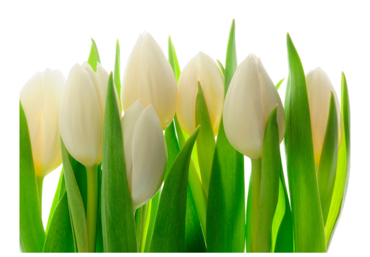 Vlies Fototapete Weiße Tulpen - natürlicher Pflanzenmotiv mit energiegeladenem Grün 60344 additionalImage 1