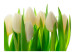 Vlies Fototapete Weiße Tulpen - natürlicher Pflanzenmotiv mit energiegeladenem Grün 60344 additionalThumb 1
