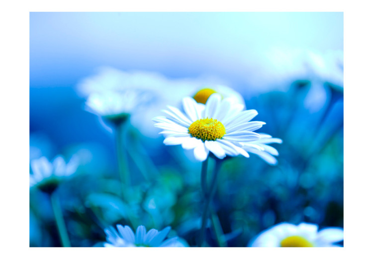 Fototapete Gänseblümchen auf blauer Wiese - Blume in Nahaufnahme auf Hintergrund 60464 additionalImage 1