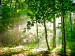 Fototapete Wald - Sommer und Wald mit hohen Bäumen in den Sommerstrahlen 60564