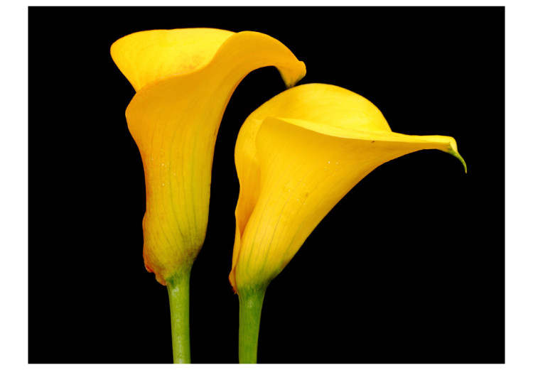 Fototapete Zwei gelbe Calla-Lilien auf Schwarzem - Blumenmotiv mit gelben Blumen 60674 additionalImage 1