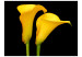 Fototapete Zwei gelbe Calla-Lilien auf Schwarzem - Blumenmotiv mit gelben Blumen 60674 additionalThumb 1
