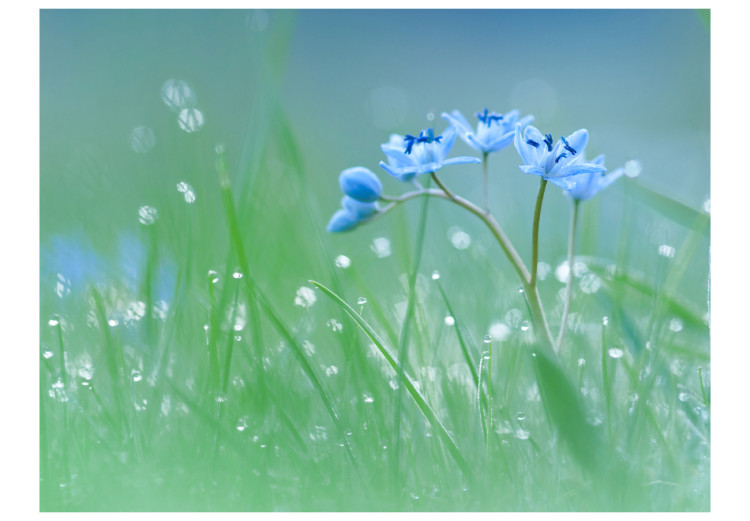 Vliestapete Wiese - im Glanz der Morgensonne - Blume mit Wassertropfen 60484 additionalImage 1