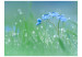 Vliestapete Wiese - im Glanz der Morgensonne - Blume mit Wassertropfen 60484 additionalThumb 1