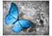 Vlies Fototapete Insektenwelt - blauer Schmetterling auf einem grauen Retro-Hintergrund 61284 additionalThumb 1